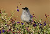 Black-tailed Gnatcatcherborder=